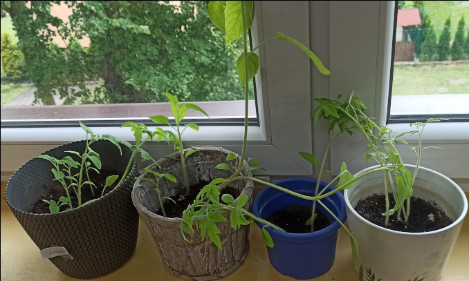 Kolejny etap wzrostu roślinek